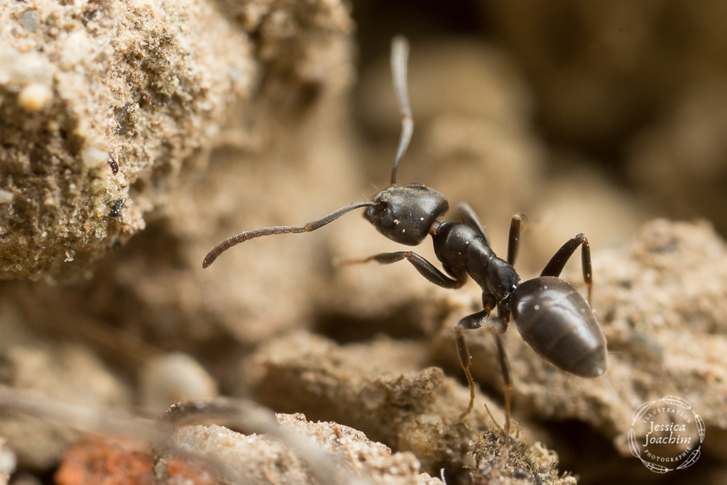 découvrez tout sur la tapinoma dans l'hérault : description de cette espèce de fourmi, habitat, caractéristiques et conseils pour la reconnaître et s'en protéger dans le département de l'hérault.