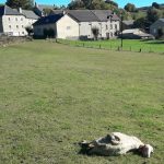 le tir des loups a été assoupli en lozère, provoquant la colère et l'inquiétude des éleveurs face à la gestion de la prédation sur leurs troupeaux.