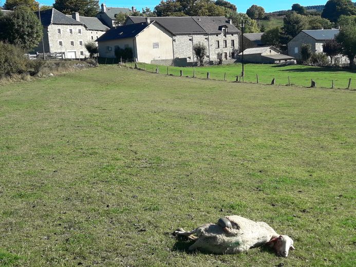 le tir des loups a été assoupli en lozère, provoquant la colère et l'inquiétude des éleveurs face à la gestion de la prédation sur leurs troupeaux.