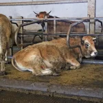découvrez tout sur la vache aubrac : une race bovine française réputée pour sa rusticité, sa viande savoureuse et son élevage traditionnel dans l’aubrac. histoire, caractéristiques et atouts de cette vache emblématique.