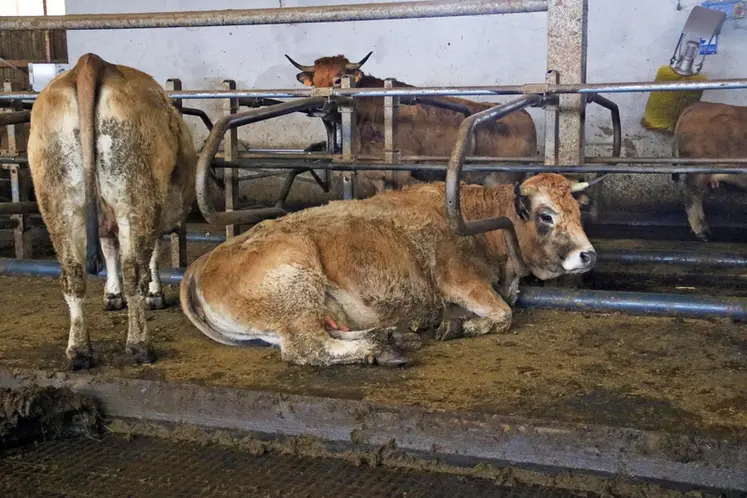 découvrez tout sur la vache aubrac : une race bovine française réputée pour sa rusticité, sa viande savoureuse et son élevage traditionnel dans l’aubrac. histoire, caractéristiques et atouts de cette vache emblématique.