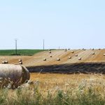 découvrez comment la canicule de 2025 impacte la récolte dans l'hérault : défis agricoles, conséquences sur les cultures, et témoignages de producteurs locaux.