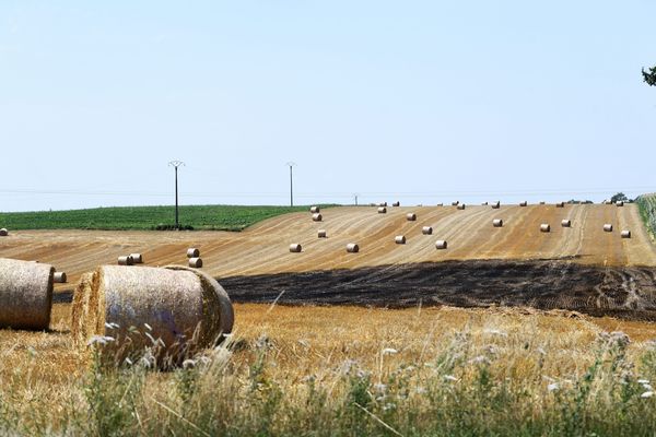 découvrez comment la canicule de 2025 impacte la récolte dans l'hérault : défis agricoles, conséquences sur les cultures, et témoignages de producteurs locaux.