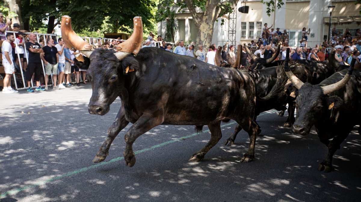 lâcher de taureaux